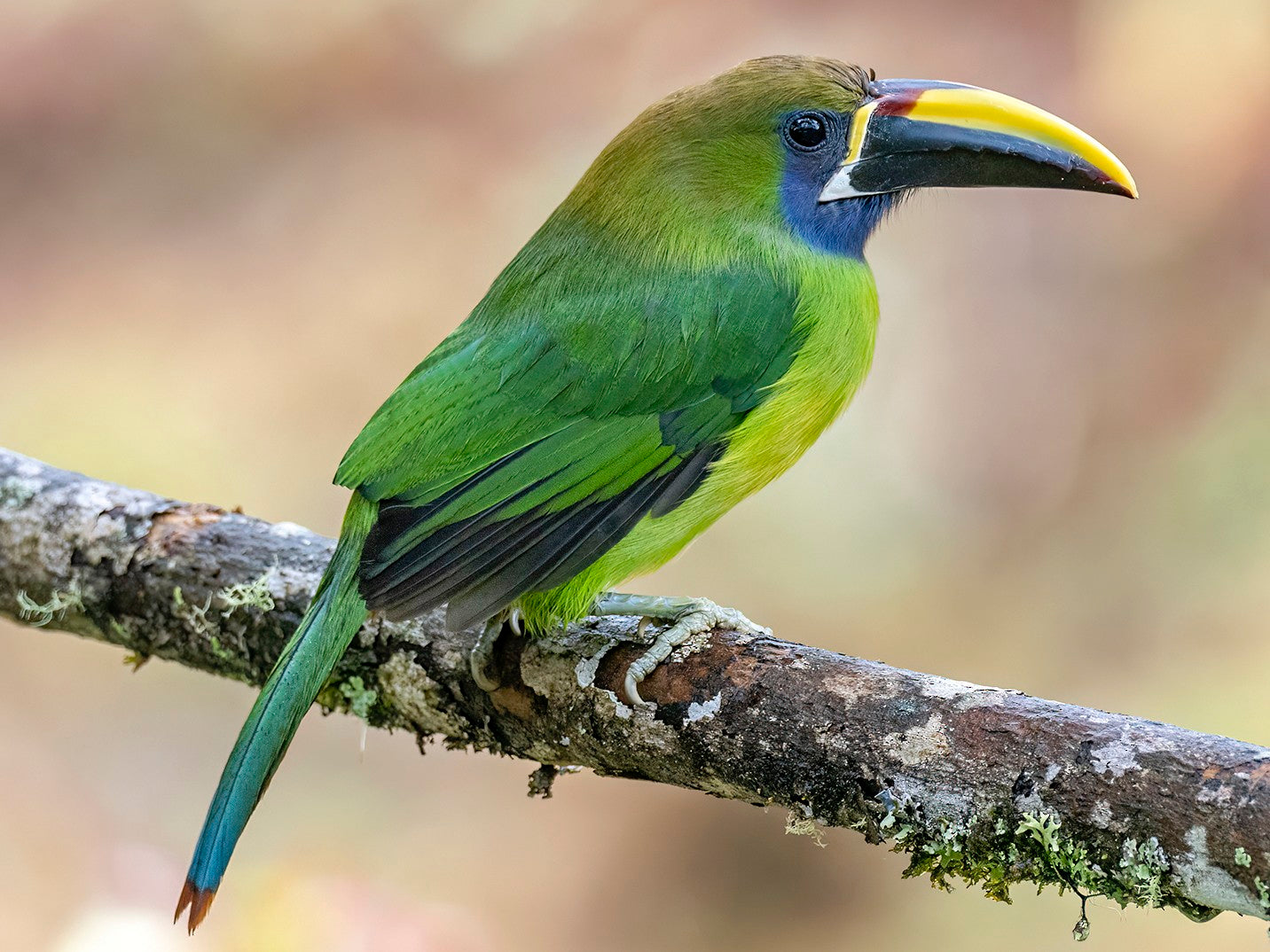 Emerald Toucanet Decor Vase