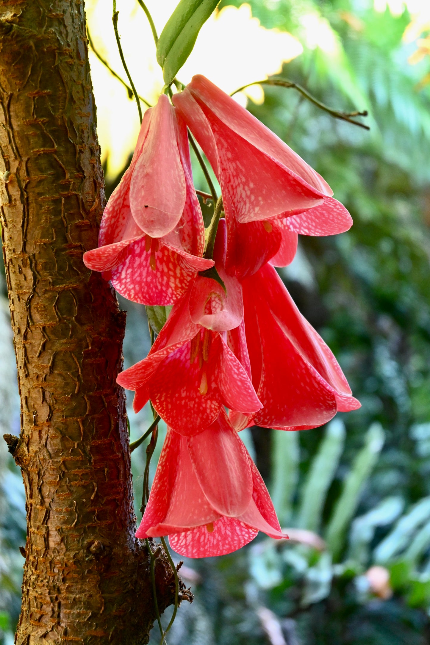 Copihue Earrings